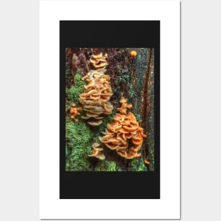 Mountain Fungi Posters and Art